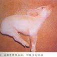偽狂犬病