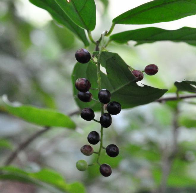 五月茶屬 五月茶屬