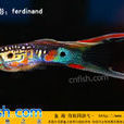 劍尾孔雀魚