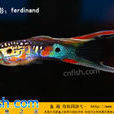劍尾孔雀魚 劍尾孔雀魚
