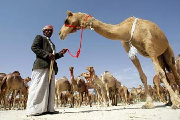扎法爾”駱駝節