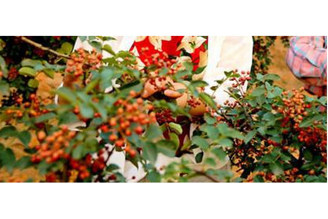 夏縣花椒 夏縣花椒