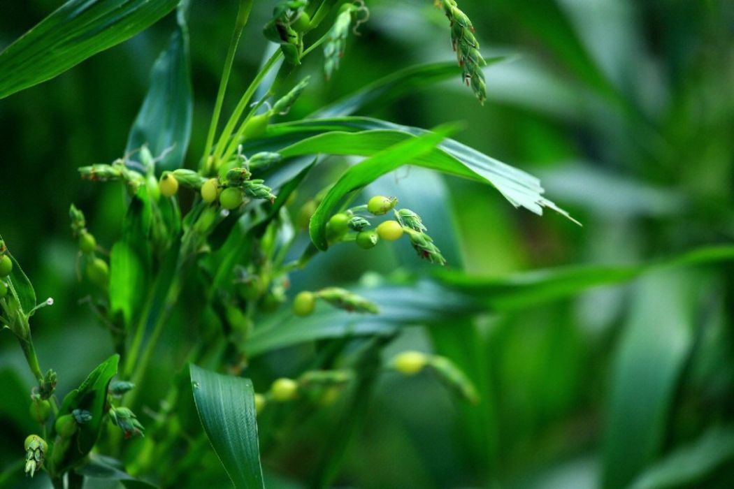 藥用玉米 藥用玉米
