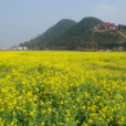 小南京村 小南京村