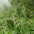 稗(禾本目禾本科植物) 稗(禾本目禾本科植物)