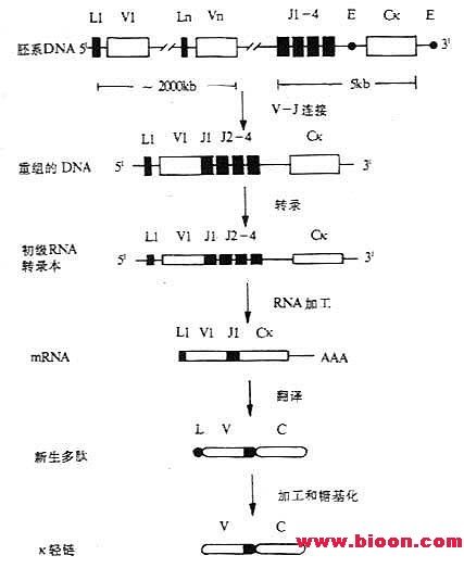 基因重排(重排效應)