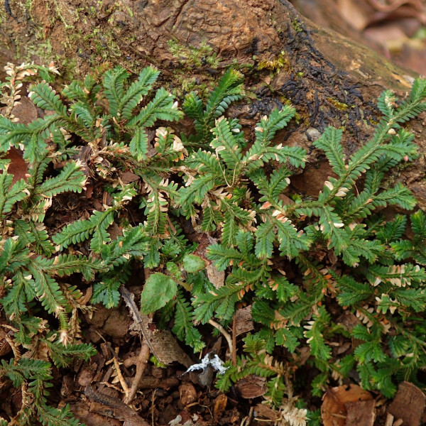 Selaginella fruticulosa