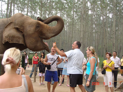 遊客在餵大象吃東西