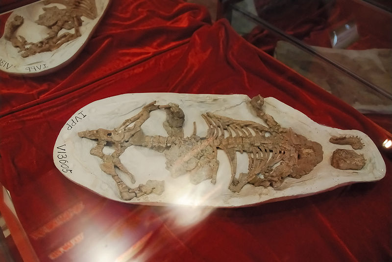 被發現腹中殘存鸚鵡嘴龍化石的強壯爬獸化石