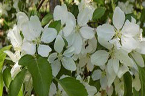 Malus \x27Manbeck Weeper\x27