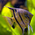 長吻神仙魚 長吻神仙魚