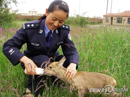 民警在給小中華對角羚餵奶
