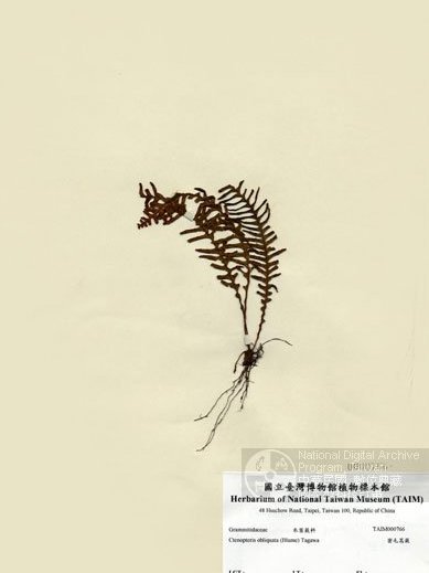 粘毛蒿 粘毛蒿