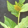 香油罐 香油罐