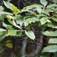 山胡椒(植物) 山胡椒(植物)