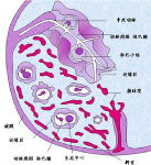 顯微鏡下觀察蛋白尿