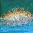 臭肚魚 臭肚魚