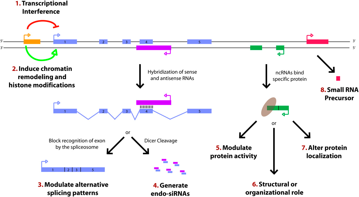 長非編碼rna