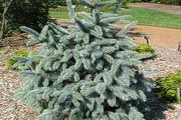 Picea pungens \x27Baby Blueeyes\x27 Picea pungens \x27Baby Blueeyes\x27