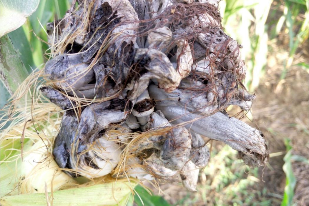 穀子黑粉菌 穀子黑粉菌