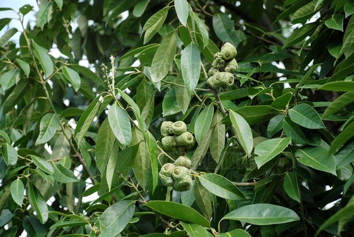 包果石櫟HF-1