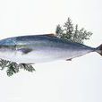 鮁魚