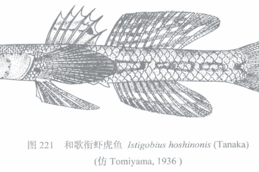 和歌銜蝦虎魚 和歌銜蝦虎魚