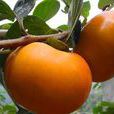 農富網的台灣甜柿報告