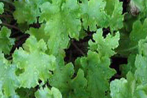 Heuchera \x27Lime Marmalade\x27