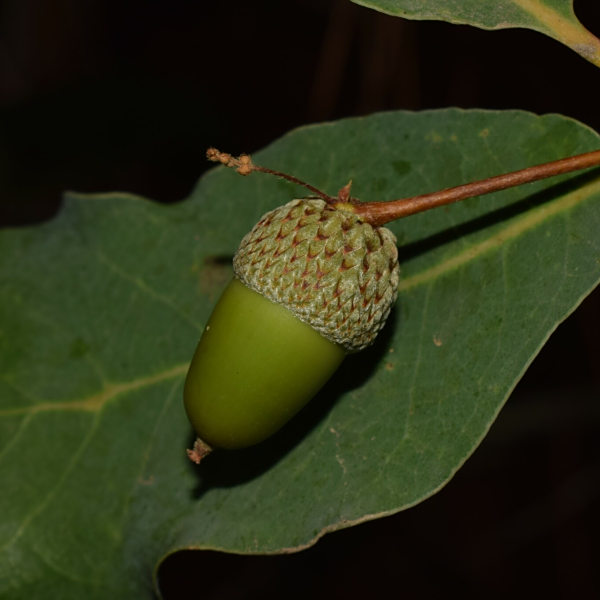 沒食子樹