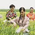 黃花女人 黃花女人