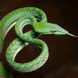 綠瘦蛇(藤蛇（爬蟲綱動物）)