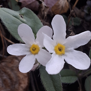 Decalepidanthus racemosus