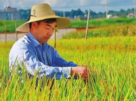 李開斌(楚雄州農科所水稻研究室主任) 李開斌(楚雄州農科所水稻研究室主任)