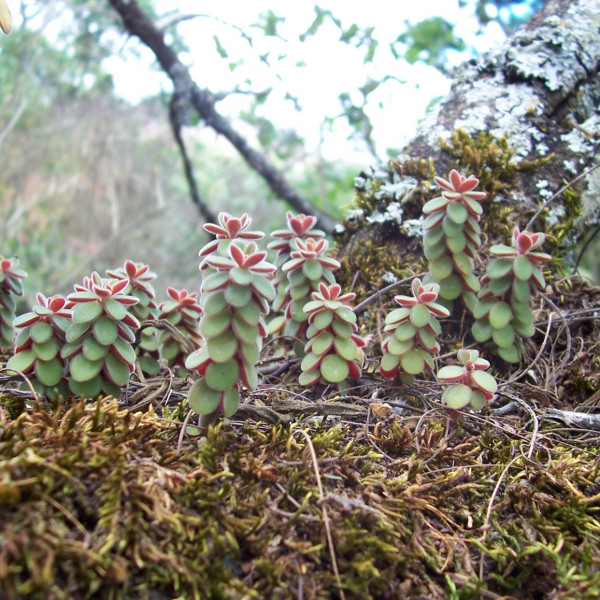 Peperomia apodophylla