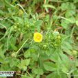 銀毛委陵菜(銀毛委陵菜) 銀毛委陵菜(銀毛委陵菜)