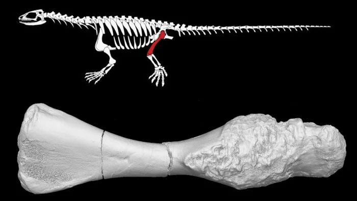 癌症有多古老？化石證據顯示，恐龍時代動物就被它折磨得夠慘
