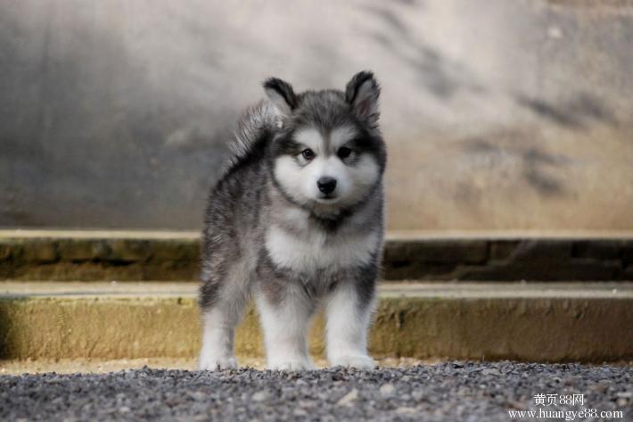 阿拉斯加雪橇犬(阿拉斯加犬)