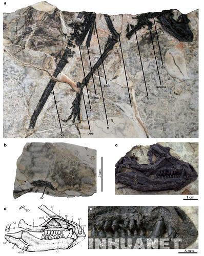 異齒龍類化石