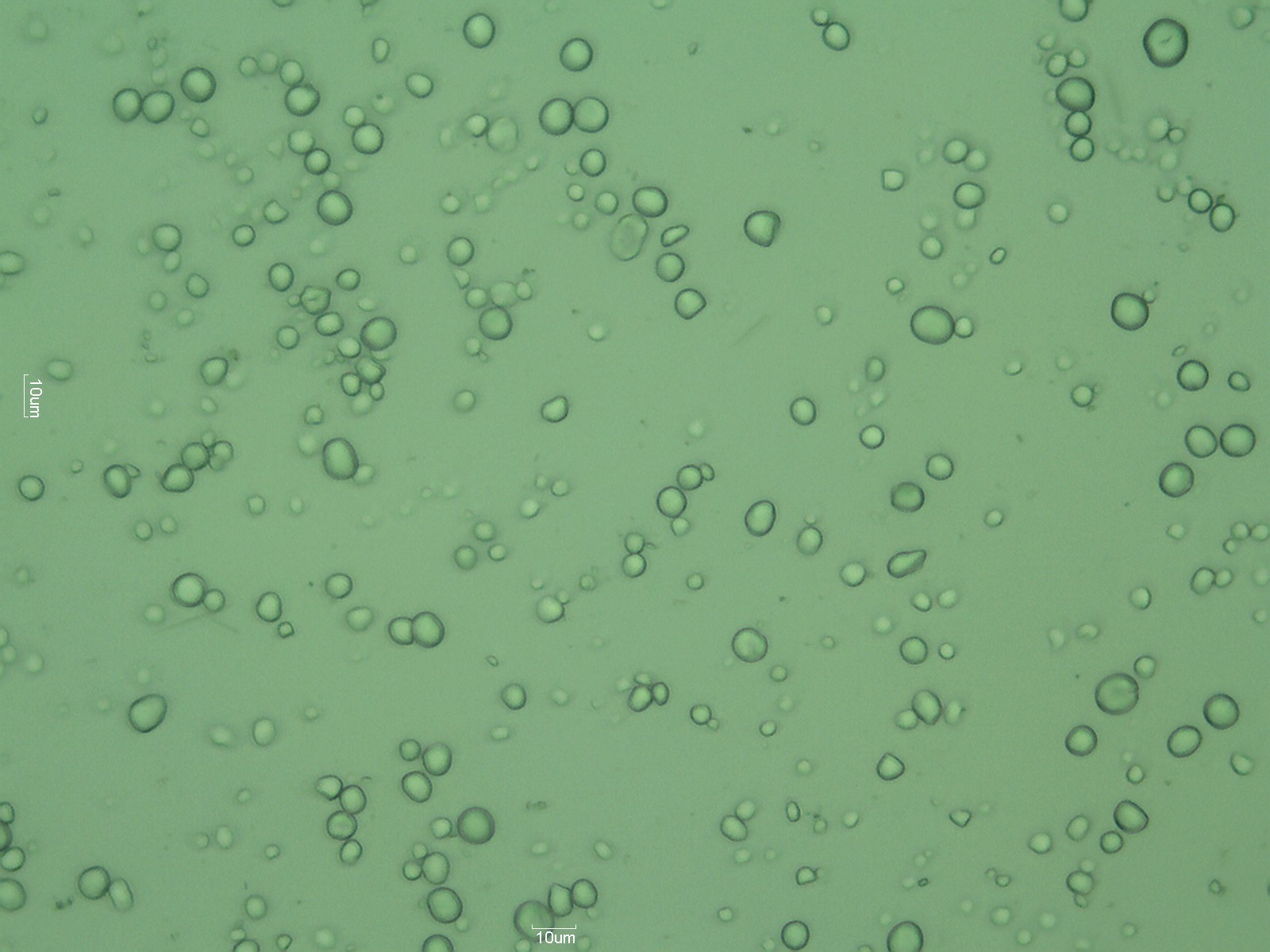 綠萍的澱粉顆粒，直徑約8微米