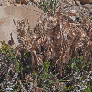 Thamnochortus acuminatus