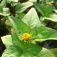 金紐扣(菊科藥用植物) 金紐扣(菊科藥用植物)
