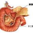 胰腺類癌 胰腺類癌