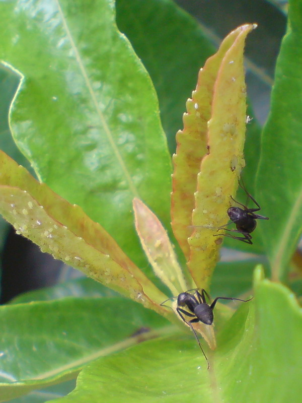 螞蟻和植物互利共生關係