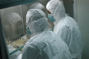 科研人員在進行疫苗種子批製備