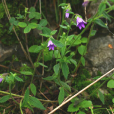蘭花石參(岩蘭花根(岩蘭花根)) 蘭花石參(岩蘭花根(岩蘭花根))