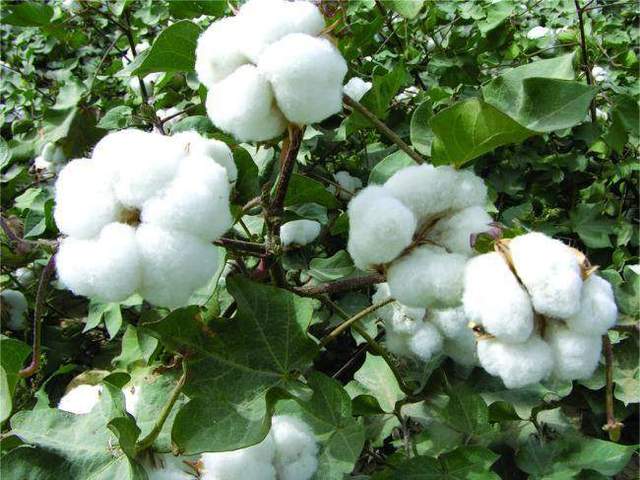 國家棉花種子標準