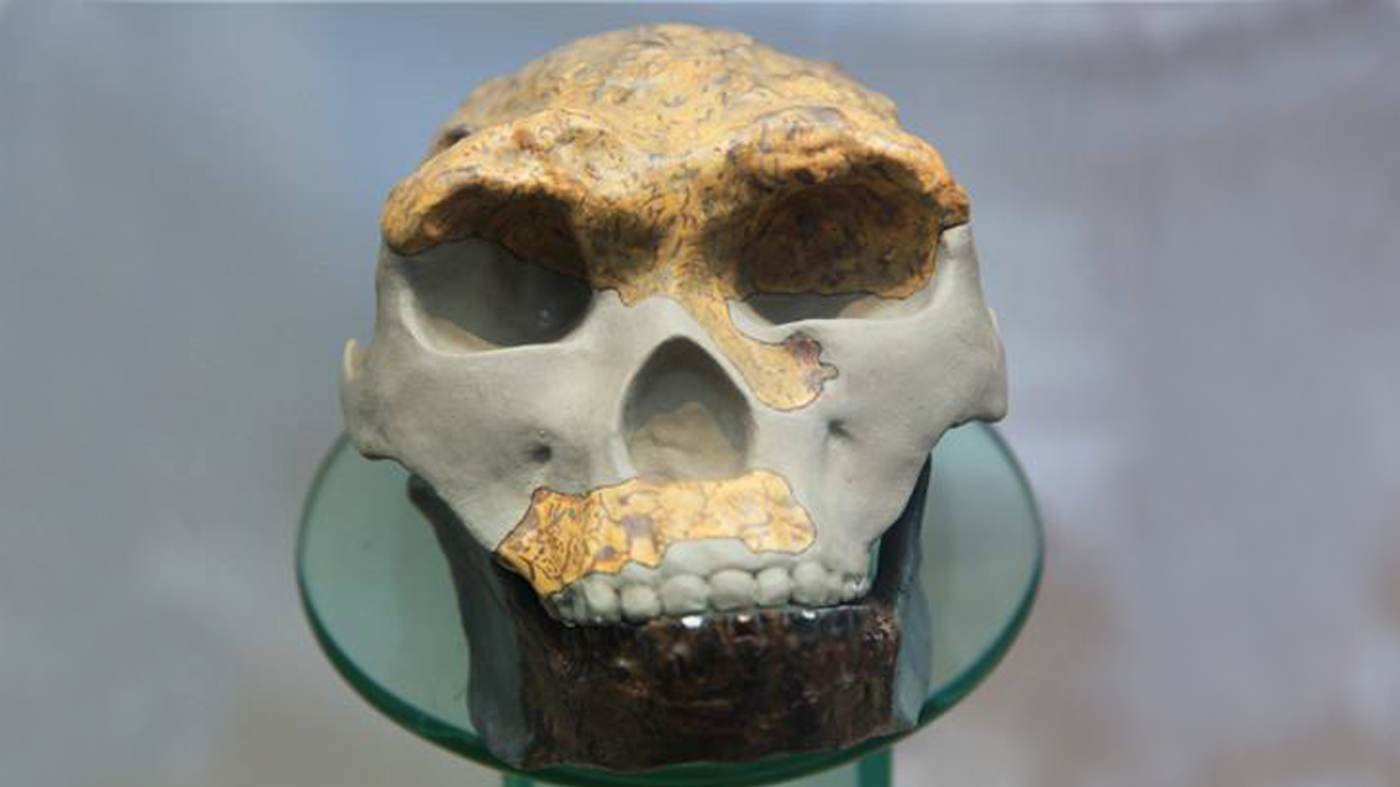 臘瑪古猿化石