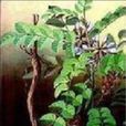 苦甘草(苦甘草) 苦甘草(苦甘草)