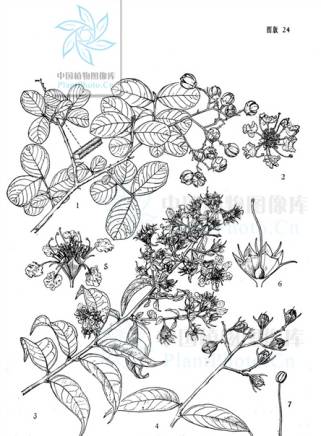 吳廷燁(吳延燁) 吳廷燁(吳延燁)